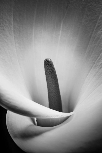 lily-black-white-monochrome-closeup