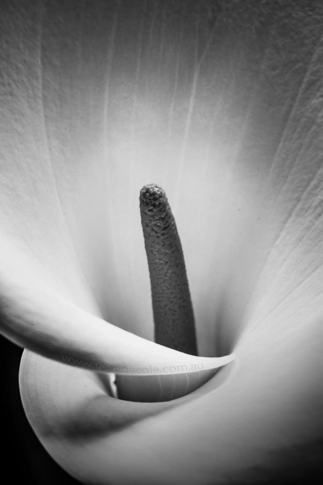 lily-black-white-monochrome-closeup