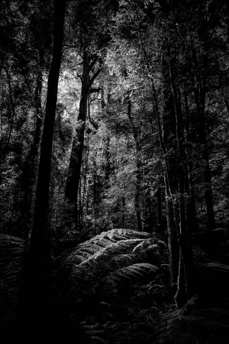 apollo-bay-treetops-rainforest-monochrome