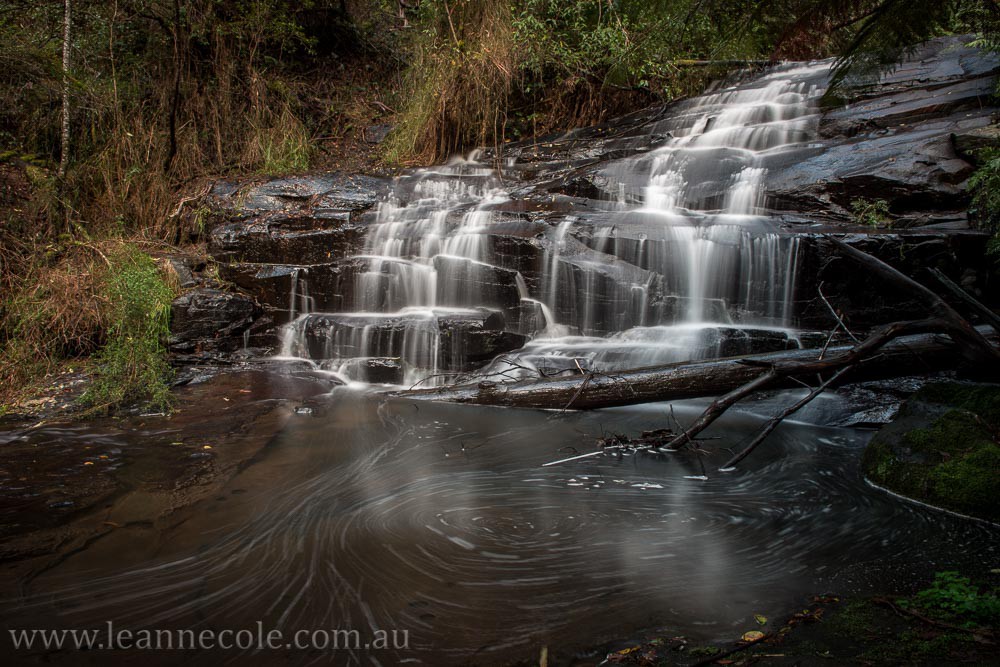 lorne-waterfalls-macro-mushrooms-rainforest-2073