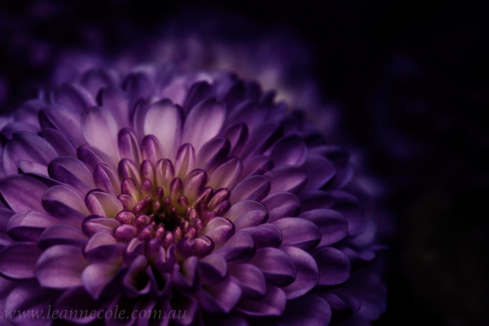 purple-flower-petals-macro-photo