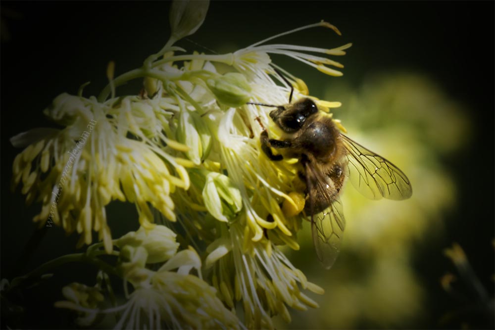 bee-flower-macro-pollen-heide