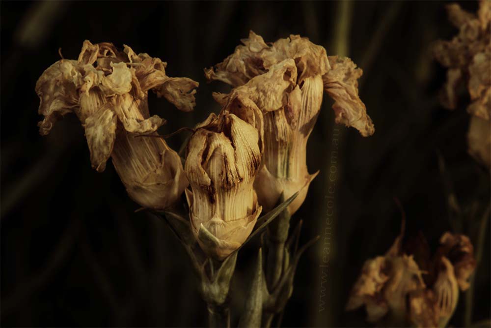 dead-carnation-flower-garden