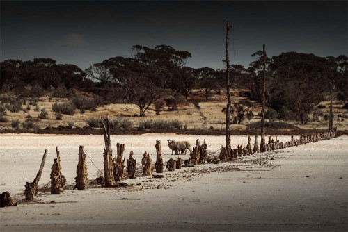 saltpans-sheep-fence-posts-sealake