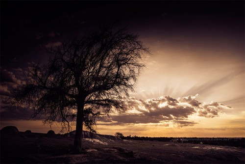 dog-rocks-pinetree-sunrays-victoria