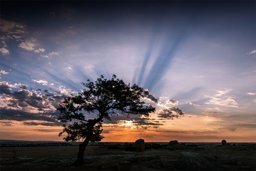 dog-rocks-tree-sun-rays