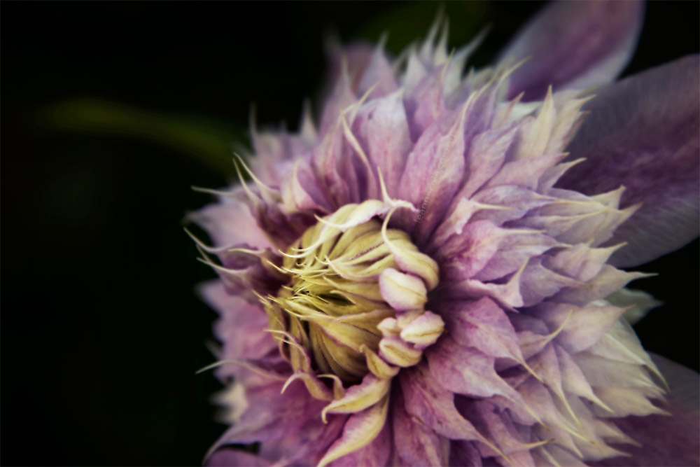flower-mifgs-macro-melbourne-purple