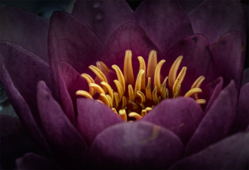 water-lily-mifgs-melbourne-macro