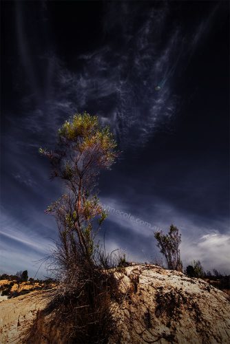 tree-sand-dune-lakealbacutya-victoria-colour