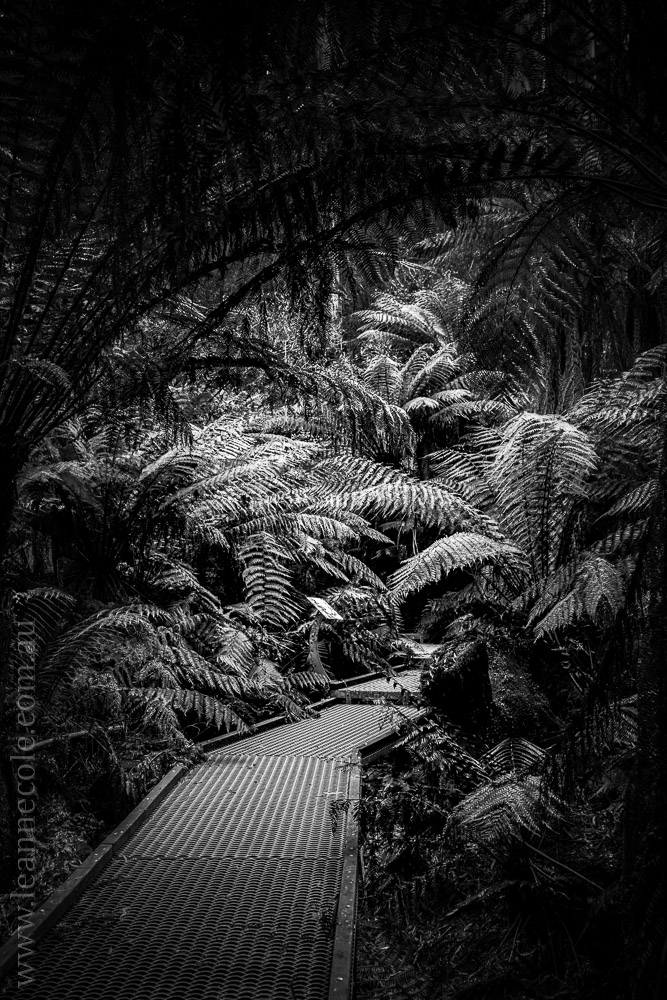 apollo-bay-rainforest-otways-walkway-4379