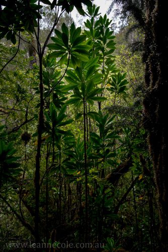 tasmania-strahan-worldheritage-gordon-river-3925