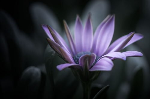 purple-flower-lensbaby-macro-colour