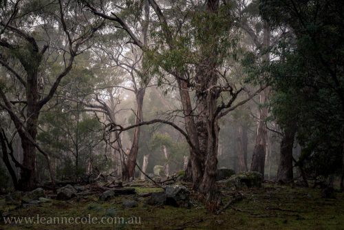 castlemaine-mountain-rocks-bushland-fog-7782