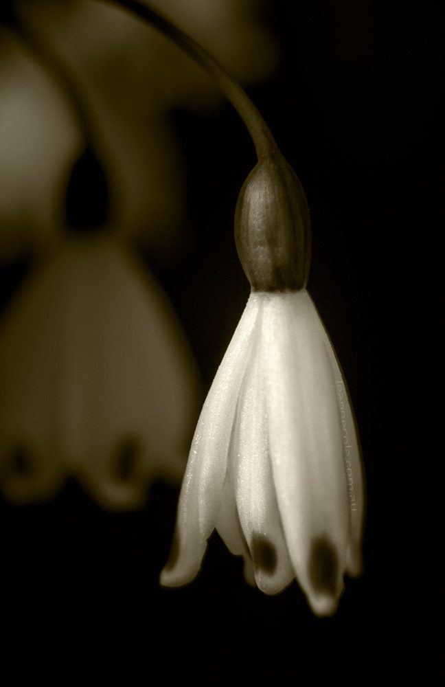 snowdrop-bulb-winter-flower-macro