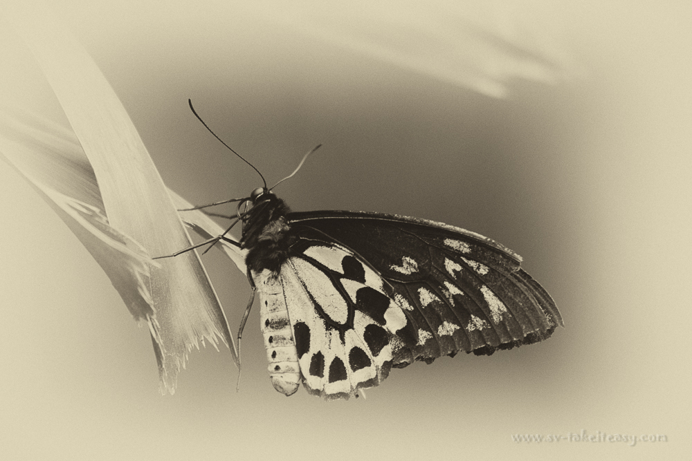 mm3-24-cairns-birdwing-butterfly