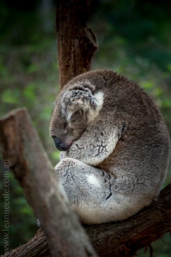 healesville-sanctuary-animals-birds-australia-4657