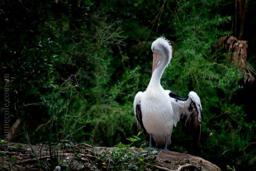 healesville-sanctuary-animals-birds-australia-4998