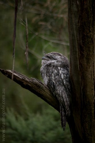 healesville-sanctuary-animals-birds-australia-5016