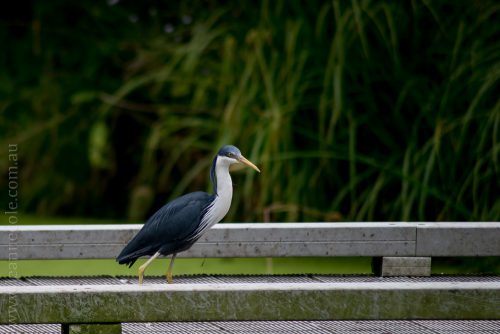 healesville-sanctuary-animals-birds-australia-5044