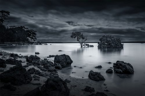 tenby-point-tree-water-canon5d4-monochrome