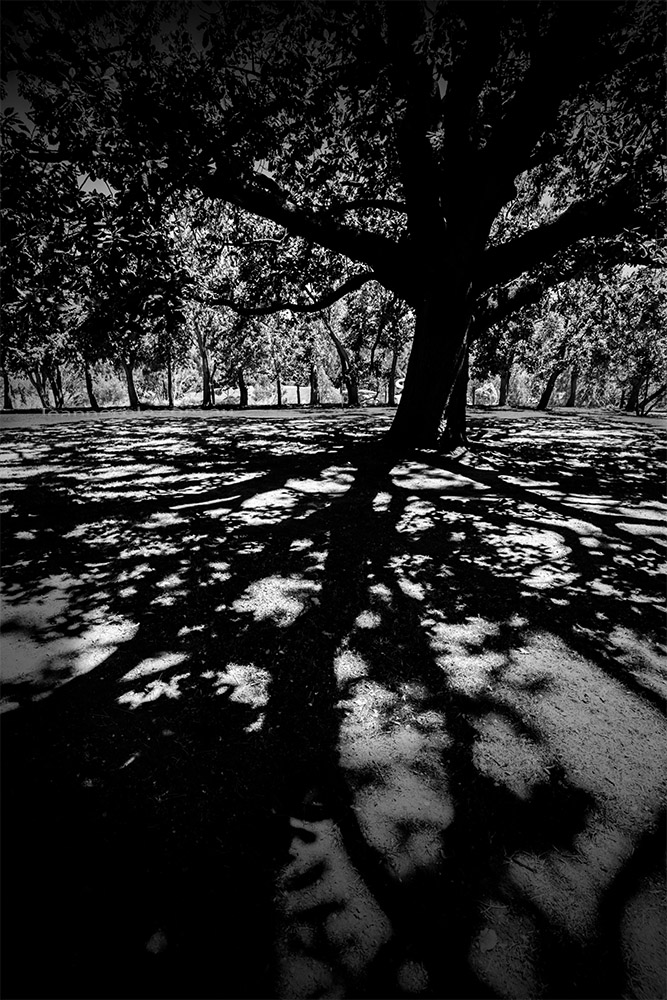 monochrome-madness-shadows-tree-heide