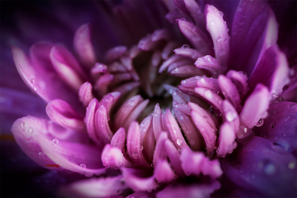 chrysanthemum-flower-macro-rain-samyang