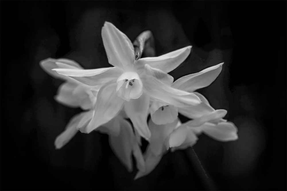 daffodil-flowers-alowyngardens-monochrome