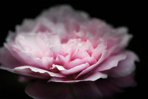 rose-alowyn-gardens-samyang-macro