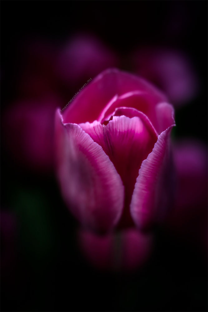 tulip-velvet56-lensbaby-flowershow-melbourne