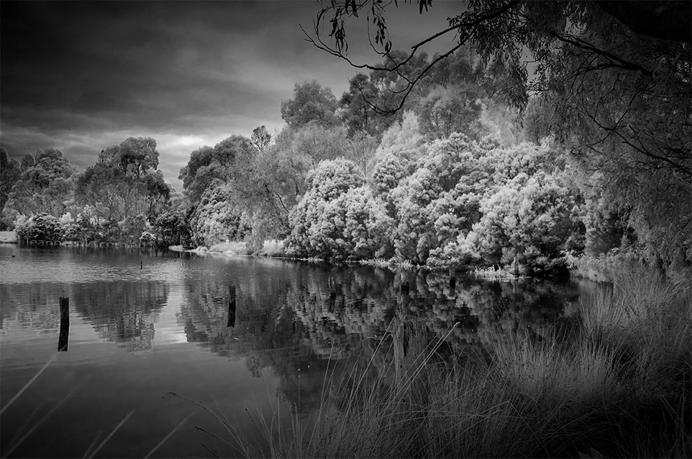 banyule-flats-infrared-swamp-trees