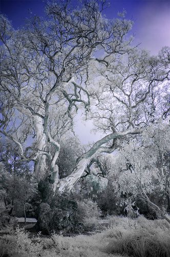 binnak-park-colours-infrared-melbourne