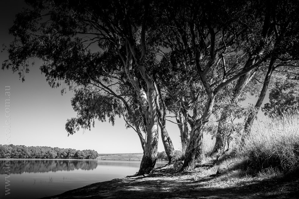 cairn-curran-reservoir-trees-0329