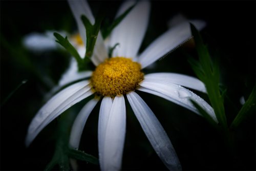 daisy-garden-rain-lensbaby-velvet56