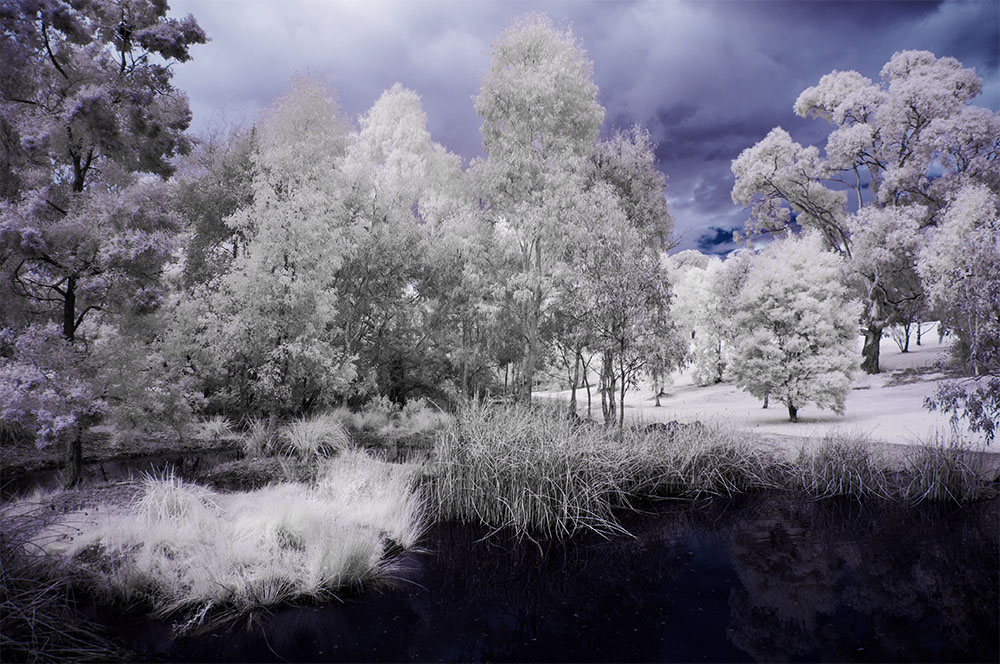 pond-binnak-park-colours-infrared
