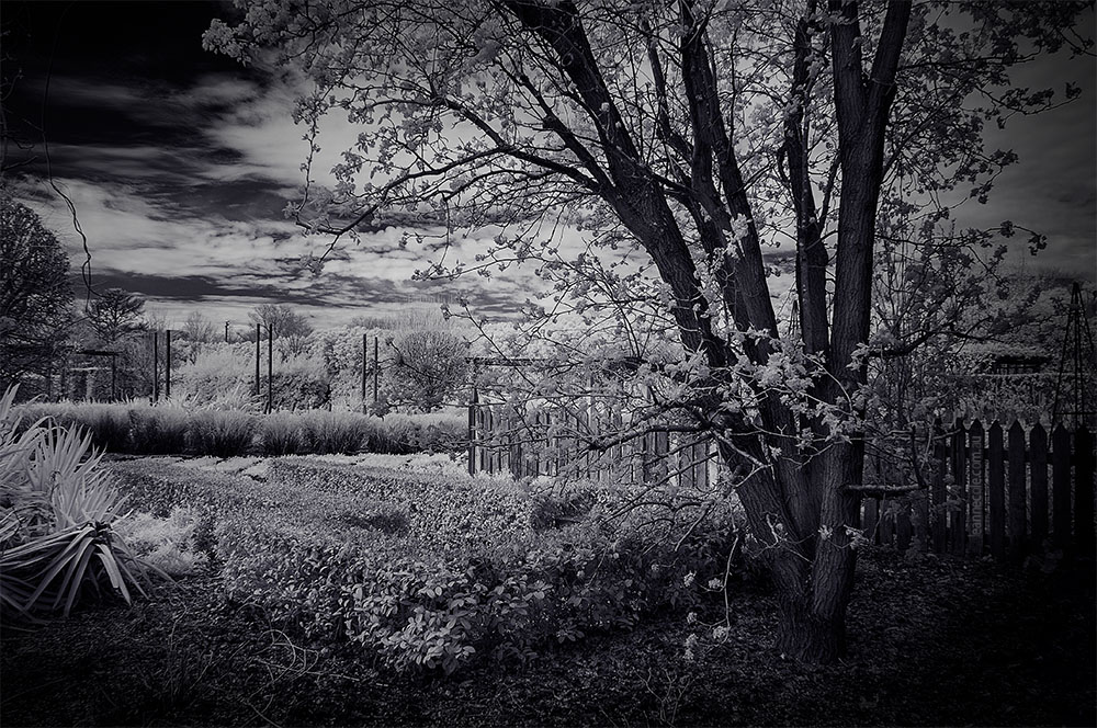 alowyn-gardens-infrared-tree-blossoms