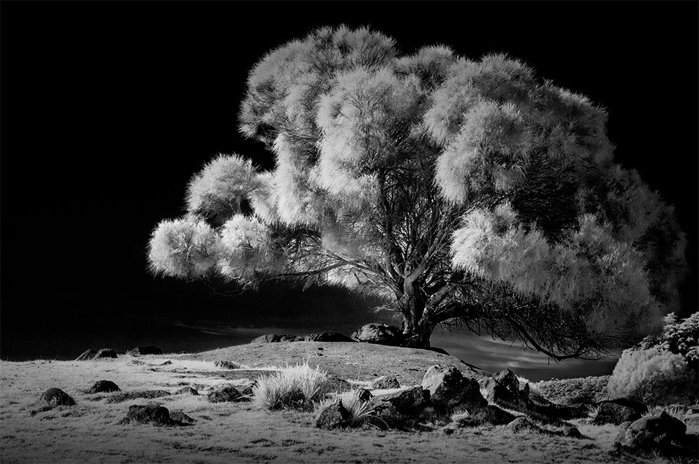 bayoffires-tree-infrared-tasmania-monochrome
