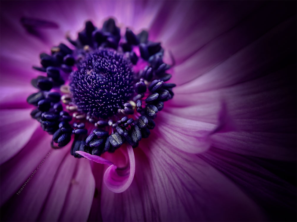 flower-alowyn-gardens-phone-lens
