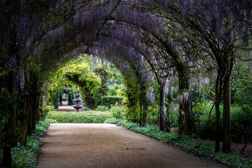 alowyn-gardens-wisteria-lensbaby-velvet85