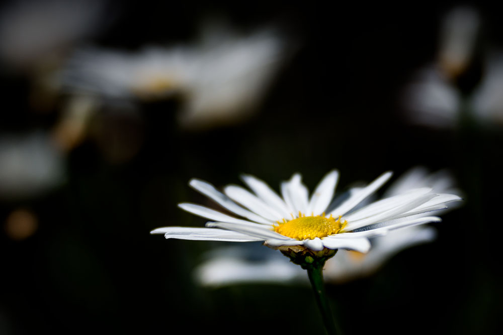 daisy-lensbaby-velvet85-garden-macro