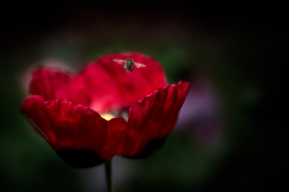 poppy-bee-alowyn-gardens-lensbaby-velvet85