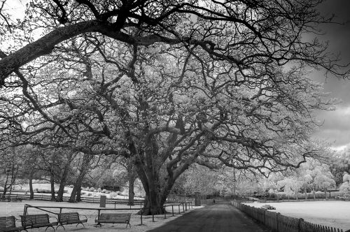 portarthur-tasmania-historic-site-infrared-24144