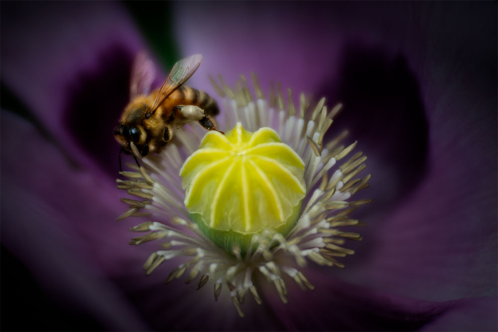 bee-poppy-alowyn-gardens-lensbaby-velvet85