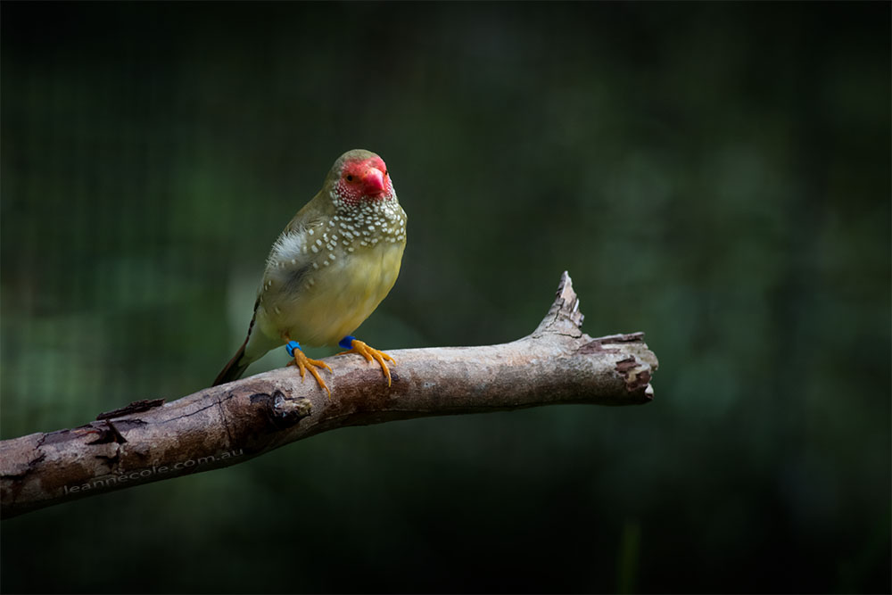 bird-lens-nikon-d850-healesville-sanctuary