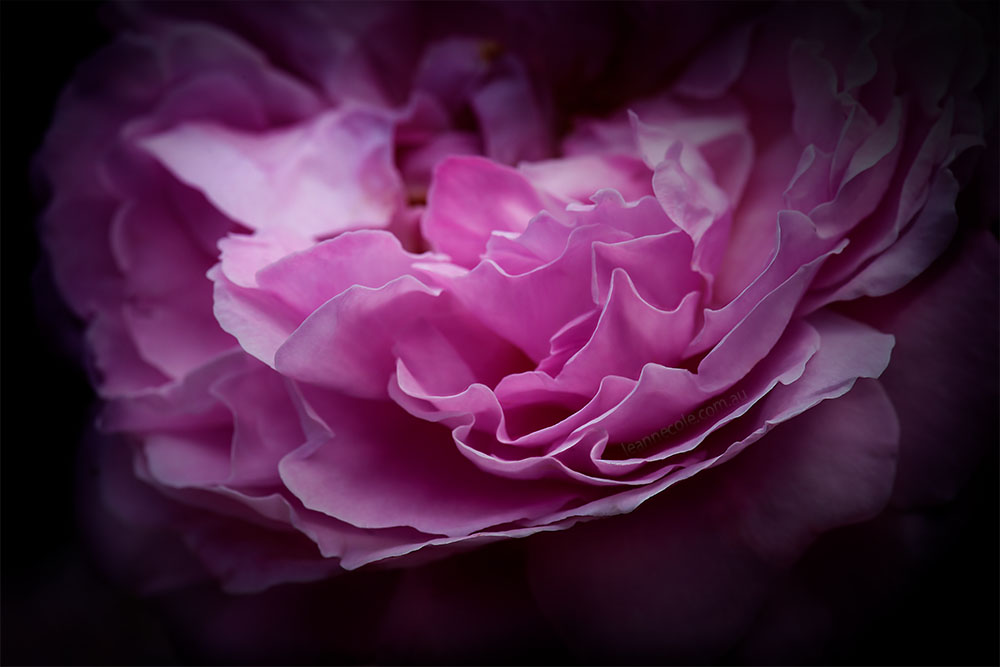 rose-alowyn-gardens-lens-macro