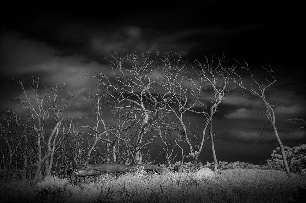 deadtrees-infrared-monochrome-cape-otway