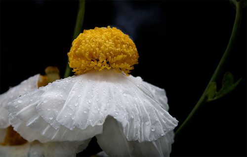 flower-lensbaby-velvet85-macro-alowyngardens