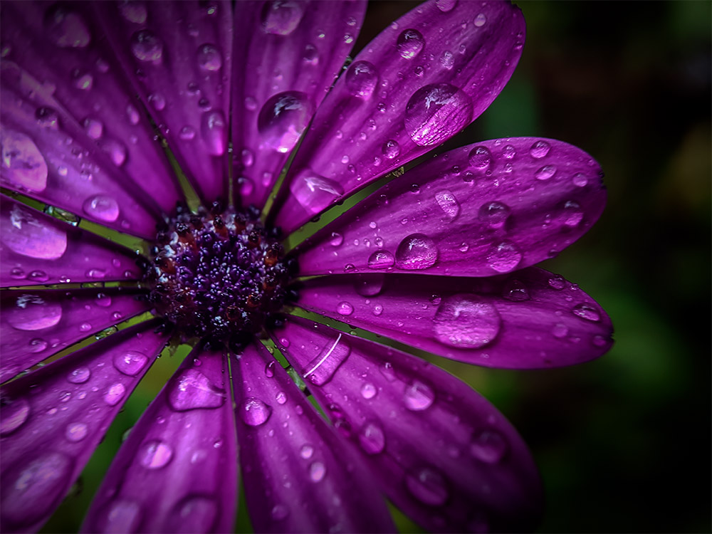 flower-macro-rain-strumanoptics