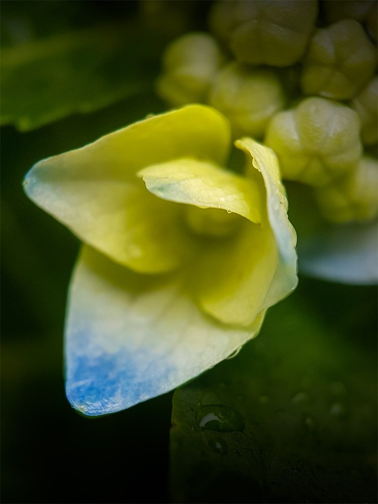 hydrangea-strumanoptics-macro-flower-rain