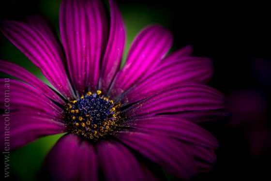 5 Tips for Macro Photography Using Lightroom – LEANNE COLE