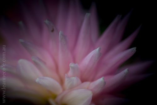 flowers-macro-mifgs-melbourne-9740